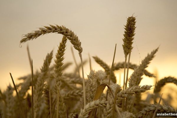 亚洲博彩论坛独家：免佣百家乐签到活动全攻略与赛程日历